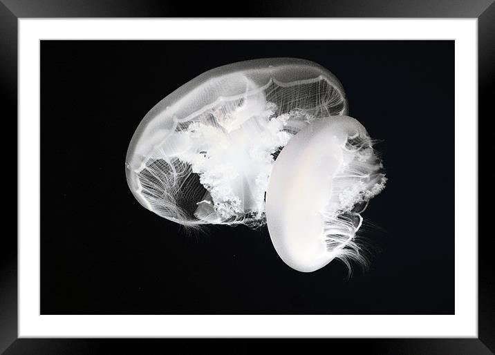 Moon jelly (Aurelia labiata) jellyfish Framed Mounted Print by Eyal Nahmias