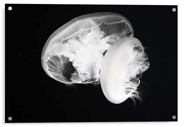 Moon jelly (Aurelia labiata) jellyfish Acrylic by Eyal Nahmias