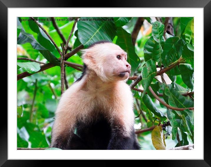 Cappuccino Monkey Framed Mounted Print by yvonne & paul carroll