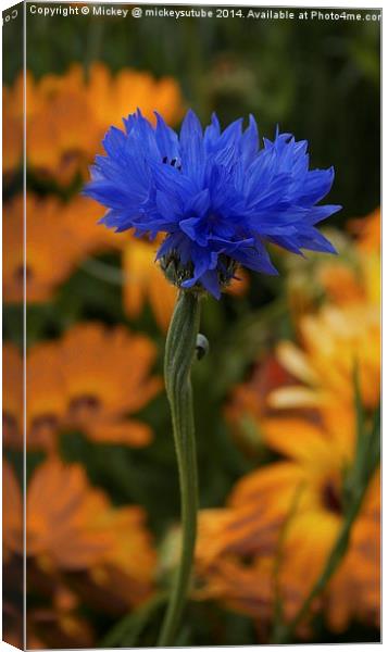 Blue Cornflower Canvas Print by rawshutterbug 
