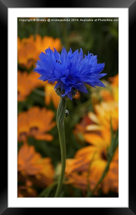Blue Cornflower Framed Mounted Print by rawshutterbug 