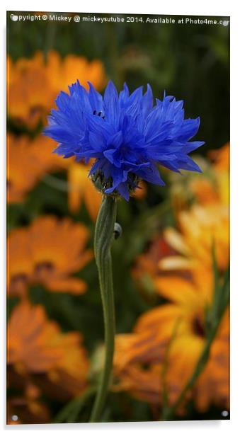 Blue Cornflower Acrylic by rawshutterbug 