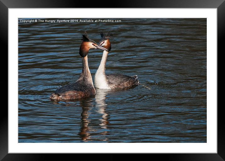 Great Crested Grebe Framed Mounted Print by Stef B