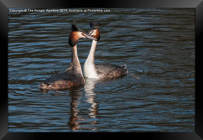 Great Crested Grebe Framed Print by Stef B