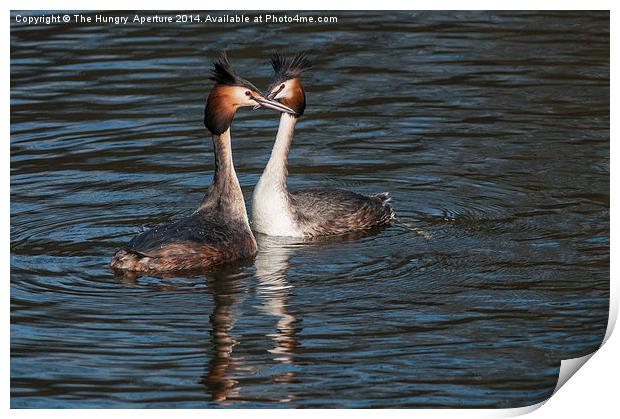 Great Crested Grebe Print by Stef B