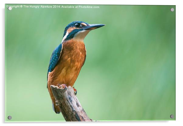 Kingfisher Acrylic by Stef B