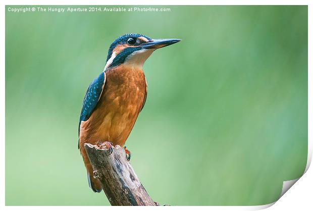 Kingfisher Print by Stef B