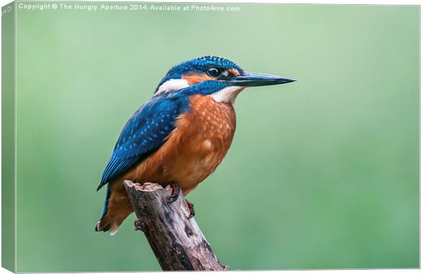 Kingfisher Canvas Print by Stef B