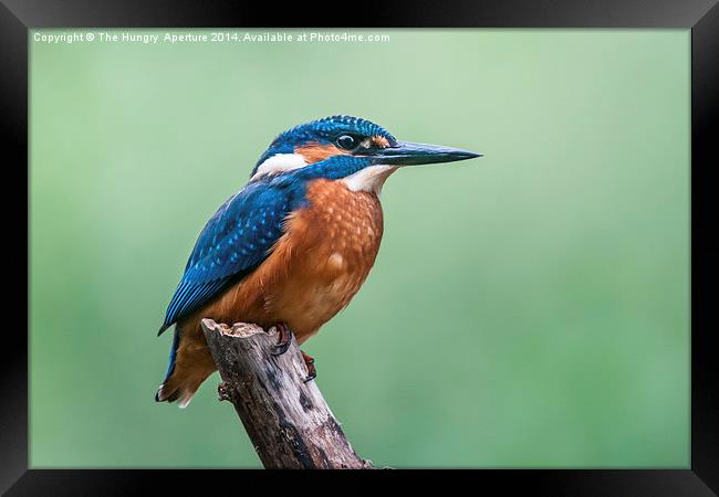 Kingfisher Framed Print by Stef B