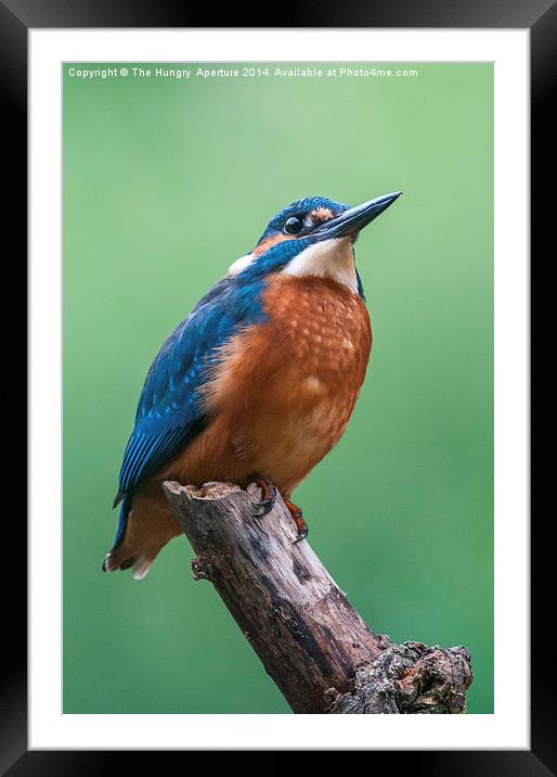 Kingfisher Framed Mounted Print by Stef B