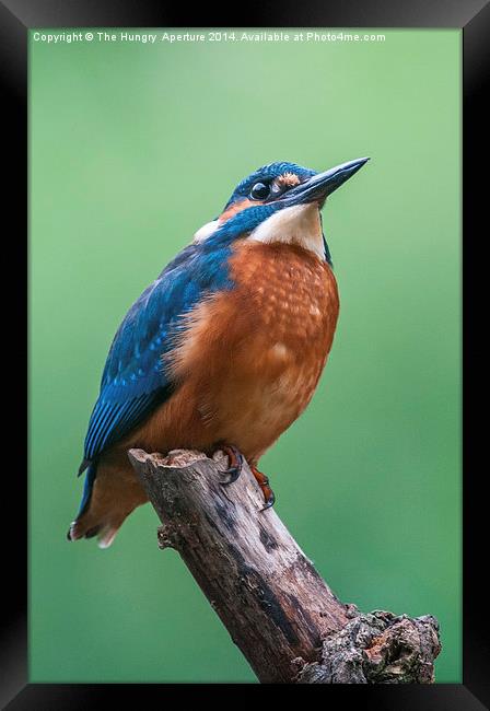 Kingfisher Framed Print by Stef B
