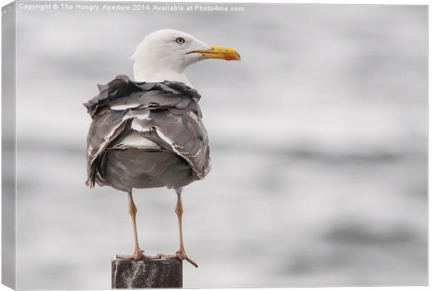 Lesser Black Backed Gull Canvas Print by Stef B