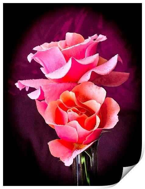 Pink and Orange Rose Blossoms Print by David French