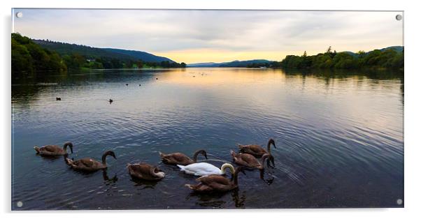 Swans On Coniston Acrylic by Steven Garratt