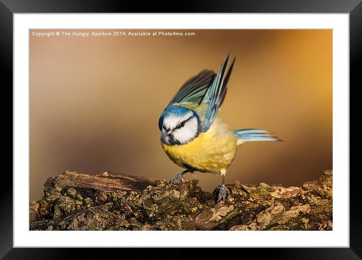 Blue Tit Framed Mounted Print by Stef B