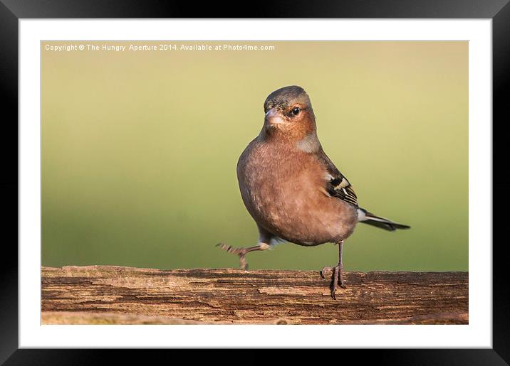 Dancing Chaffinch Framed Mounted Print by Stef B