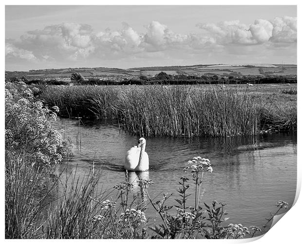 Swan on The Burrows Print by Mike Gorton