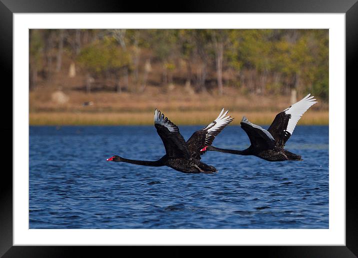 Australian Black Swans in Flight Framed Mounted Print by James Bennett (MBK W