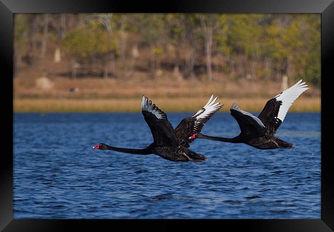 Australian Black Swans in Flight Framed Print by James Bennett (MBK W