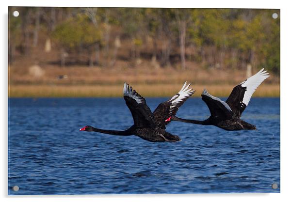 Australian Black Swans in Flight Acrylic by James Bennett (MBK W
