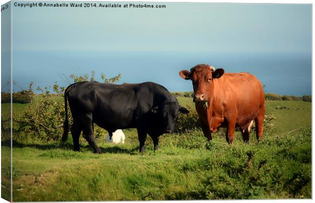 Bullock and Cow. Canvas Print by Annabelle Ward