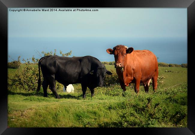 Bullock and Cow. Framed Print by Annabelle Ward