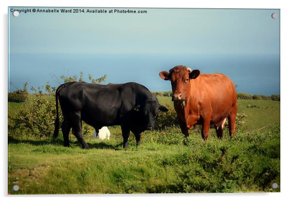 Bullock and Cow. Acrylic by Annabelle Ward