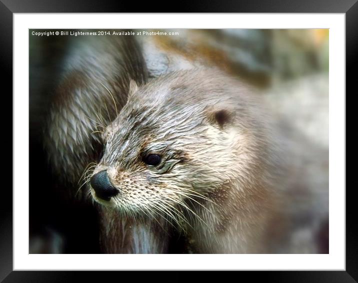 Canadian Otter Framed Mounted Print by Bill Lighterness