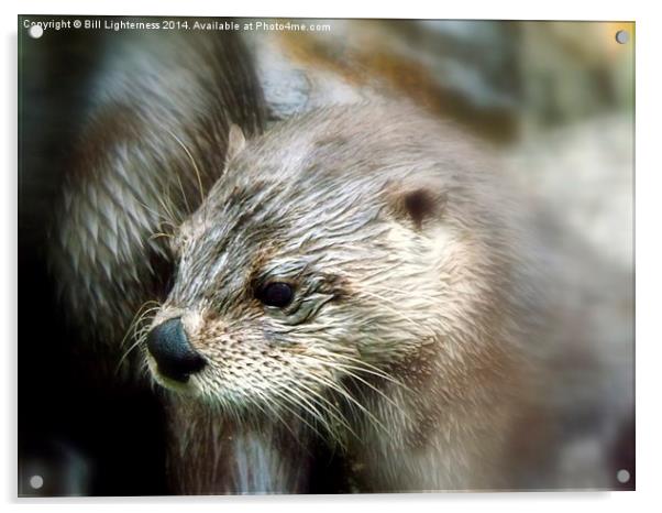 Canadian Otter Acrylic by Bill Lighterness