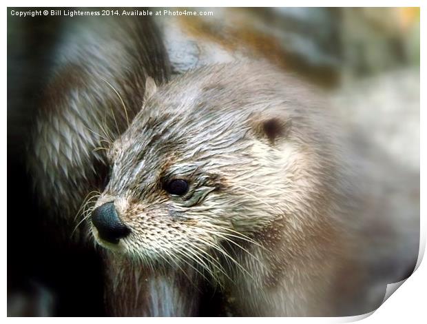 Canadian Otter Print by Bill Lighterness