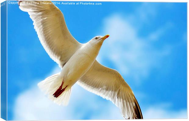 Seagull flying Canvas Print by Gabriela Olteanu