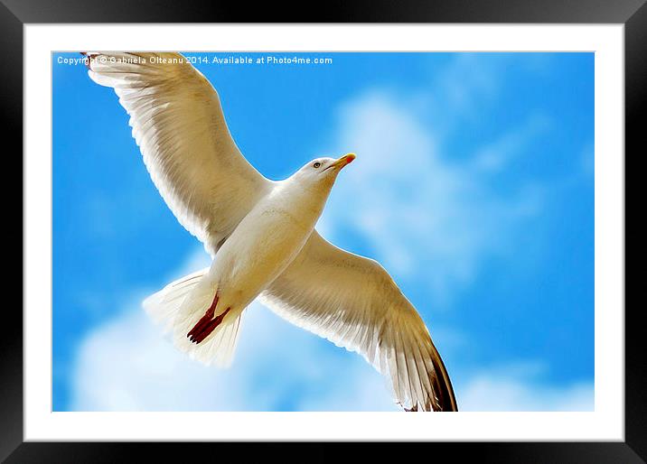 Seagull flying Framed Mounted Print by Gabriela Olteanu