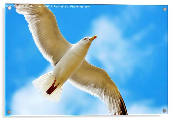 Seagull flying Acrylic by Gabriela Olteanu