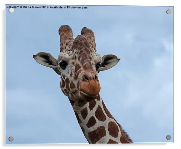 Giraffe Acrylic by Diana Mower