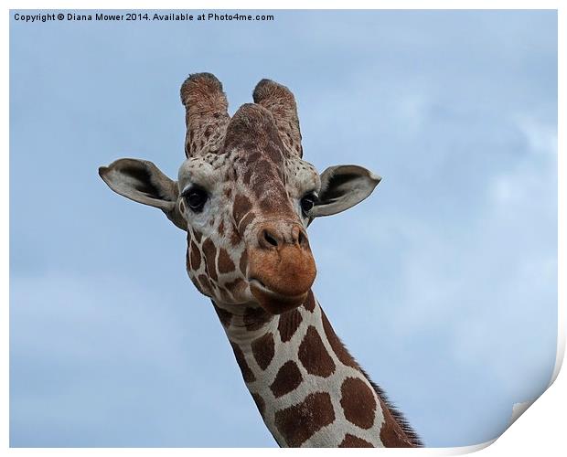 Giraffe Print by Diana Mower