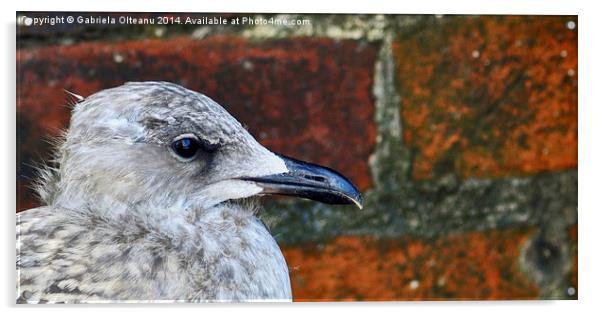 Baby Seagull Acrylic by Gabriela Olteanu