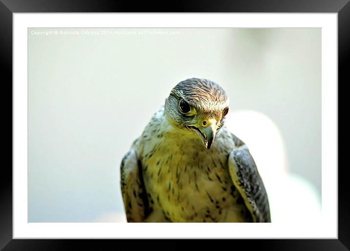 Young Eagle Framed Mounted Print by Gabriela Olteanu