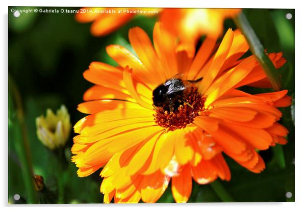 Honey Bee Acrylic by Gabriela Olteanu