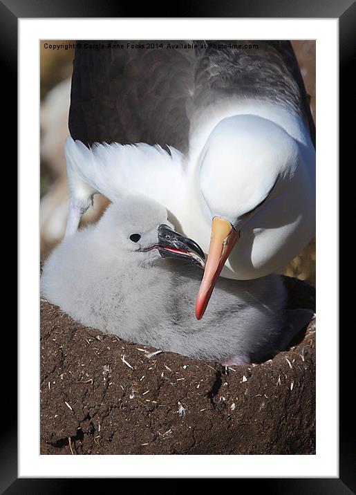 Nesting Black-browed Albatross with Chick Framed Mounted Print by Carole-Anne Fooks