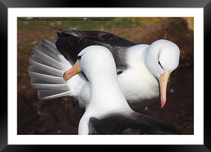Pair bonding Black-browed Albatross Framed Mounted Print by Carole-Anne Fooks