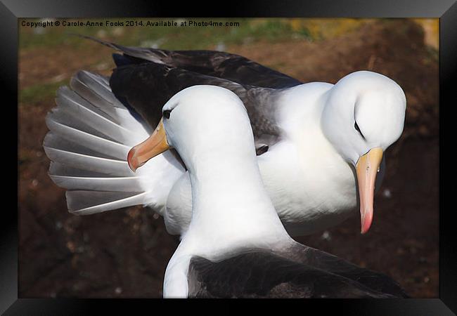 Pair bonding Black-browed Albatross Framed Print by Carole-Anne Fooks
