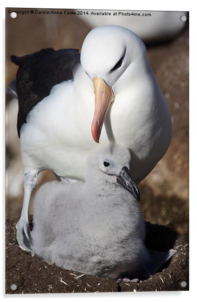 Nesting Black-browed Albatross with Chick Acrylic by Carole-Anne Fooks