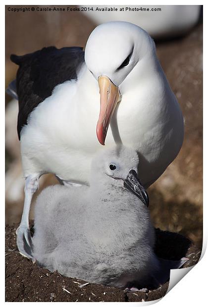 Nesting Black-browed Albatross with Chick Print by Carole-Anne Fooks
