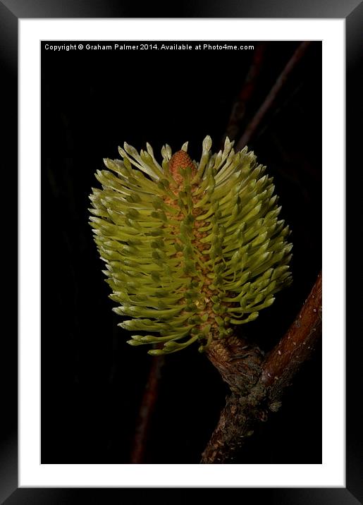 New Banksia Flower Framed Mounted Print by Graham Palmer