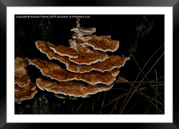 Bracket Fungus - Coltricia Framed Mounted Print by Graham Palmer