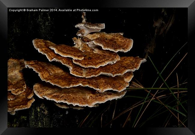 Bracket Fungus - Coltricia Framed Print by Graham Palmer