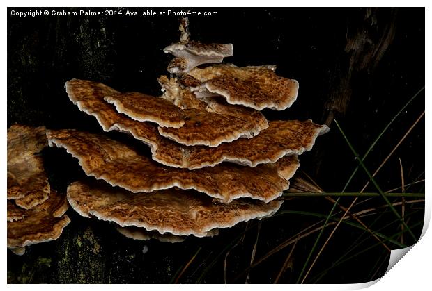 Bracket Fungus - Coltricia Print by Graham Palmer