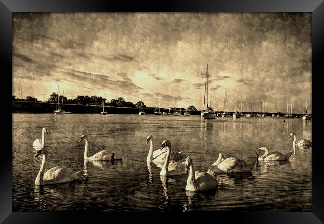 Vintage Swans Framed Print by David Pyatt