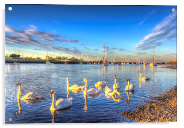 Sunset Swans Acrylic by David Pyatt