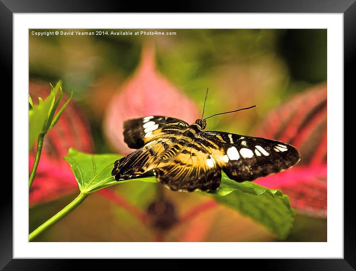 Common Tiger Butterfly Framed Mounted Print by David Yeaman